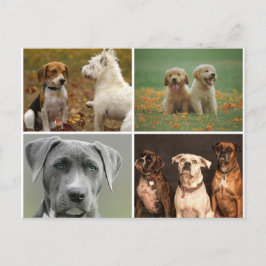 ELEGANTE HONDEN ANSICHTKAART BRIEFKAART