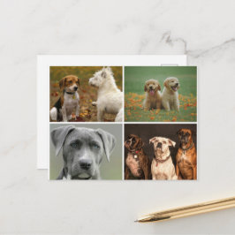 ELEGANTE HONDEN ANSICHTKAART BRIEFKAART