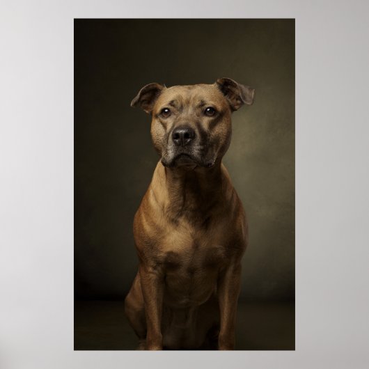 Elegante honden silhouet poster (Voorkant)