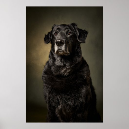 Elegante honden silhouet poster (Voorkant)