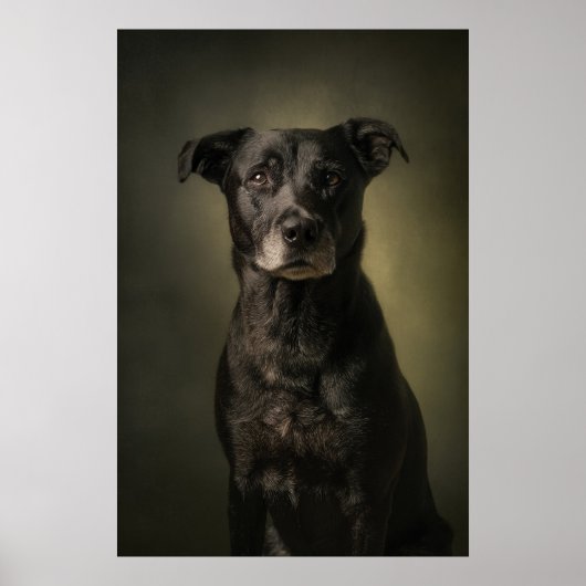 Elegante honden silhouet poster (Voorkant)