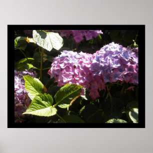 Elegante Hortensia's Poster