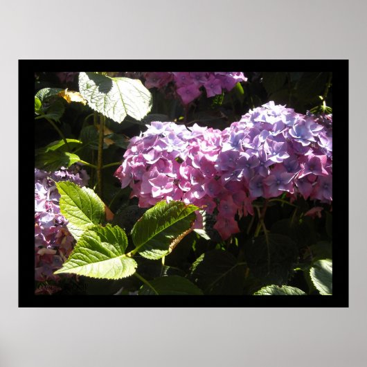 Elegante Hortensia's Poster (Voorkant)
