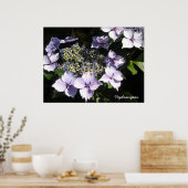 Elegante Hydrangea's Poster (Keuken)