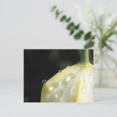 Elegante Ivoren Tulp met Dauw Briefkaart (Staand voorkant)