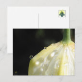 Elegante Ivoren Tulp met Dauw Briefkaart (Voorkant / Achterkant)