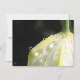 Elegante Ivoren Tulp met Dauw Briefkaart