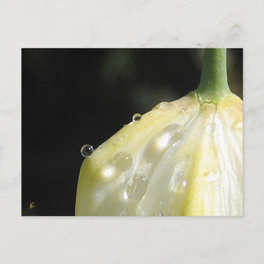 Elegante Ivoren Tulp met Dauw Briefkaart (Voorkant)