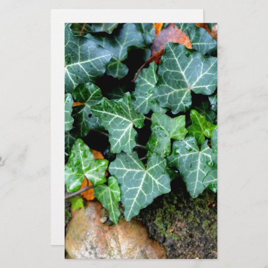 Elegante Ivy veldsteen botanische boho Briefpapier (Voorkant / Achterkant)