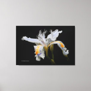 Elegante Japanse Miniatuur Kuif Iris op Zwart Canvas Afdruk