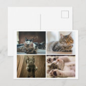 ELEGANTE KATTEN ANSICHTKAART BRIEFKAART (Voorkant / Achterkant)