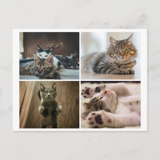 ELEGANTE KATTEN ANSICHTKAART BRIEFKAART (Voorkant)
