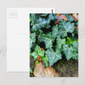 Elegante klassieke groene klimop en veldsteen briefkaart (Voorkant / Achterkant)