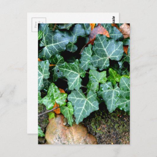 Elegante klassieke groene klimop en veldsteen briefkaart (Voorkant / Achterkant)