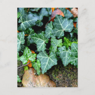 Elegante klassieke groene klimop en veldsteen briefkaart