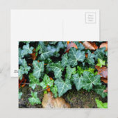 Elegante klassieke groene klimop en veldsteen briefkaart (Voorkant / Achterkant)