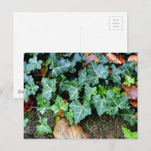 Elegante klassieke groene klimop en veldsteen briefkaart (Voorkant / Achterkant)