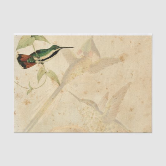 Elegante kolibrie tissuepapier (Voorkant)