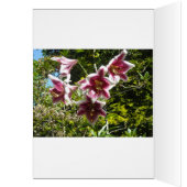 Elegante lelies (Binnen (Links))