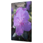 elegante,  lente paarse azalea bloemen. klembord (Links)