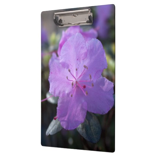 elegante,  lente paarse azalea bloemen. klembord (Links)