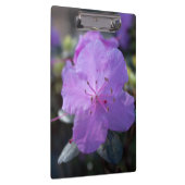 elegante,  lente paarse azalea bloemen. klembord (Rechts)