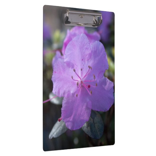 elegante,  lente paarse azalea bloemen. klembord (Rechts)