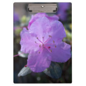 elegante,  lente paarse azalea bloemen. klembord (Voorkant)