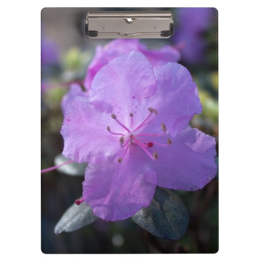 elegante,  lente paarse azalea bloemen. klembord (Voorkant)