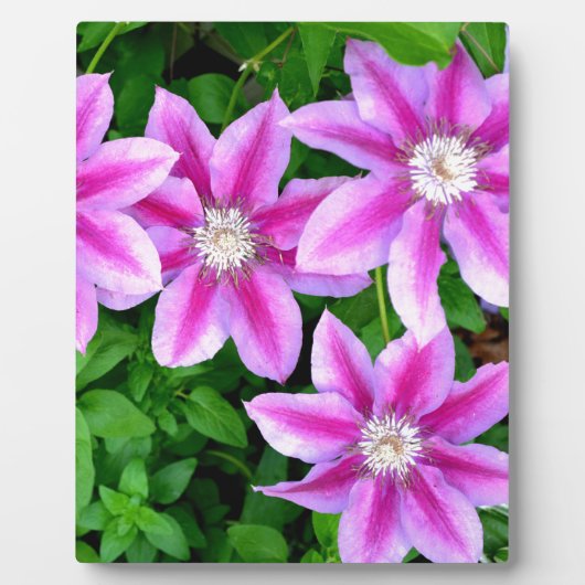 Elegante lichtroze paarse bloemen Boho Botanical Fotoplaat (Voorkant)