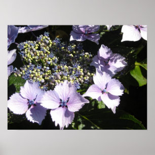 Elegante Mauve Hortensia's Poster