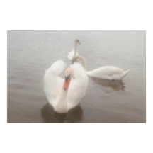 Elegante moderne waterverf kunst zwanen op de Dona