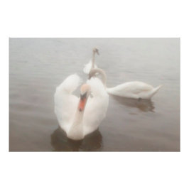 Elegante moderne waterverf kunst zwanen op de Dona Foto Afdruk