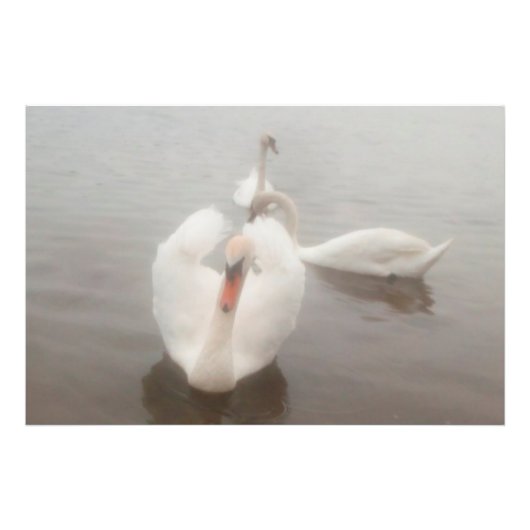Elegante moderne waterverf kunst zwanen op de Dona Foto Afdruk (Voorkant)