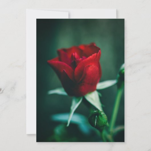 Elegante mooie Roos bruiloft uitnodiging (Achterkant)