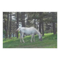 Elegante Mooie Witte Paard Originele Kunst