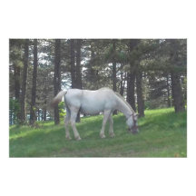 Elegante Mooie Witte Paard Originele Kunst