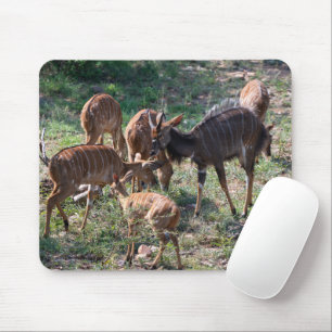 Elegante Nyala Antelope Wildlife Foto Muismat