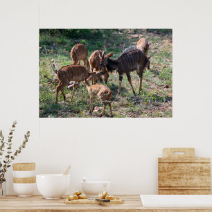 Elegante Nyala Antilope in Afrika Poster