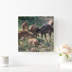 Elegante Nyala Antilope in Afrika Vierkante Klok