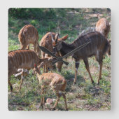 Elegante Nyala Antilope in Afrika Vierkante Klok (Voorkant)