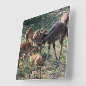 Elegante Nyala Antilope in Afrika Vierkante Klok (Hoek)