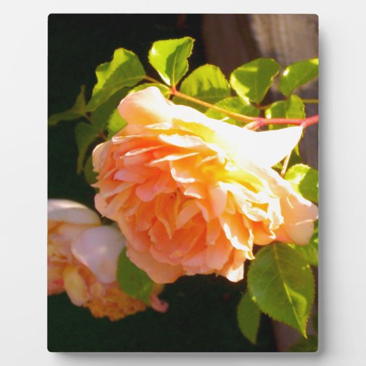 Elegante oranje geel perzik bloemen rozen fotoplaat (Voorkant)