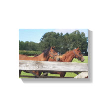 Elegante paarden in de natuur