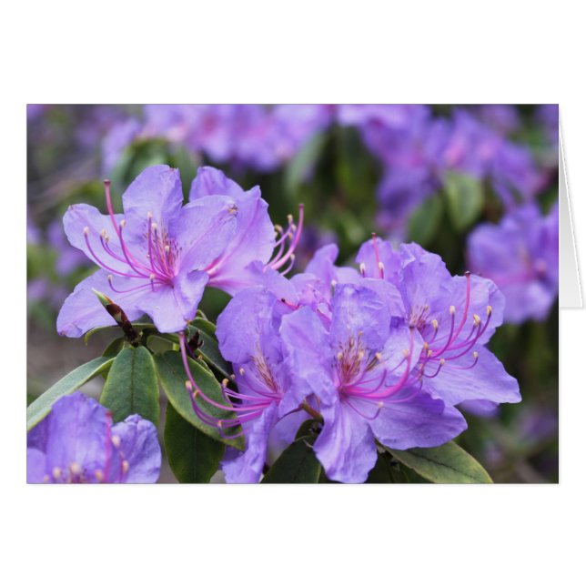 elegante paarse azalea-bloemen 杜 花 (Voorkant Horizontaal)