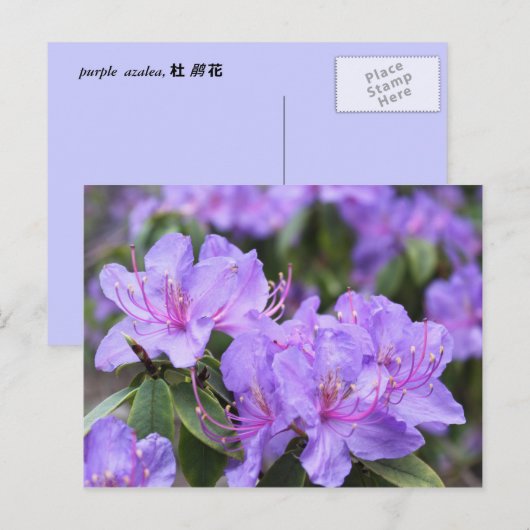 elegante paarse azalea-bloemen 杜 花 briefkaart (Voorkant / Achterkant)
