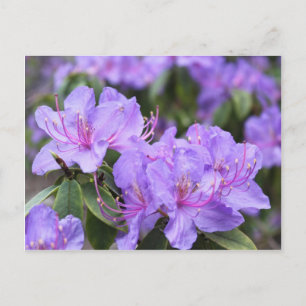 elegante paarse azalea-bloemen 杜 花 briefkaart