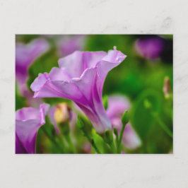 Elegante Paarse bloei in focus Briefkaart