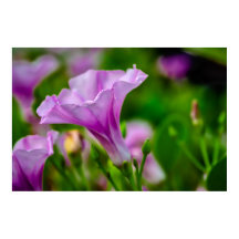 Elegante Paarse bloei in focus