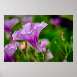 Elegante Paarse bloei in focus Poster